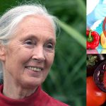 World Renowned Scientist, Jane Goodall Condemns GMO Food and Fraudulent Industry ‘Science’