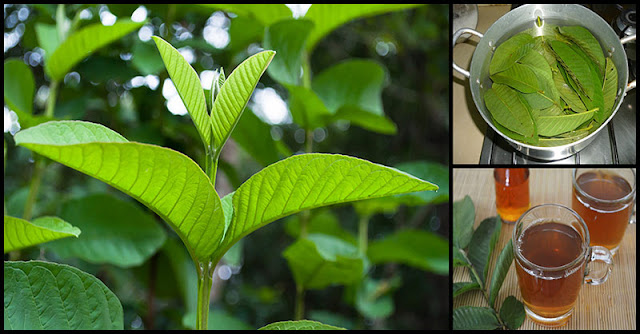 Medicinal And Beauty Benefits Of Guava Leaves Dr Farrah MD