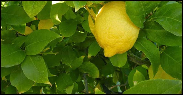 Wonderful Lemon Leaves Benefits For Skin Dr Farrah Md