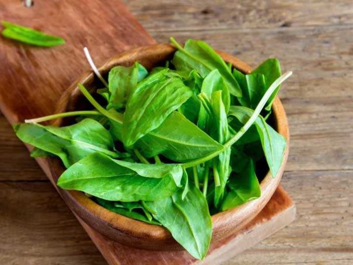 9 Surprising Sorrel Benefits Dr Farrah MD