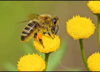 Effective Home Remedies For Painful Irritation From Bee Stings