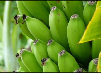 Green Bananas: Good or Bad?