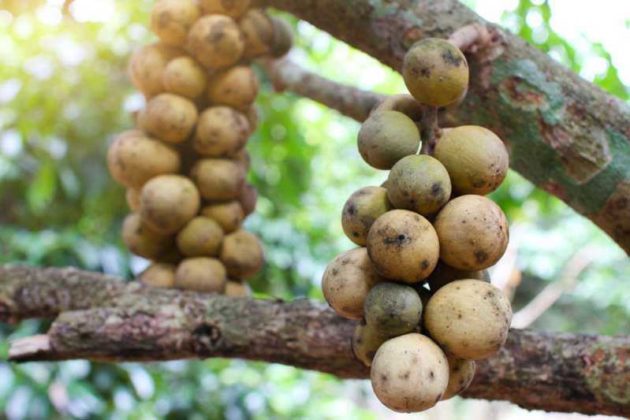 Ever Heard Of Lanzones? This Tropical Fruit Has At Least 5 Great ...