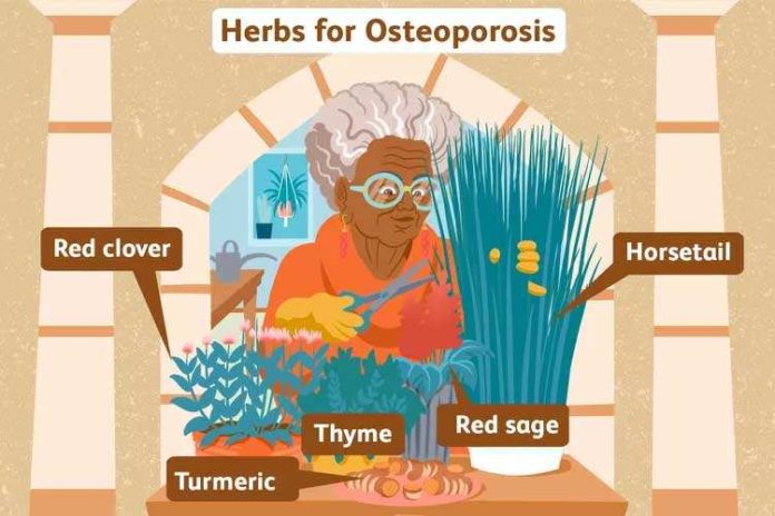 The Best Herbs For Osteoporosis Dr Farrah MD