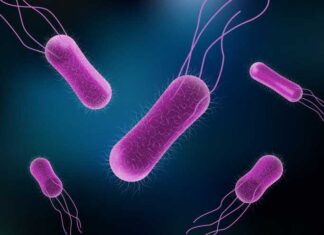 Salmonella Is Sneaky: Watch Out